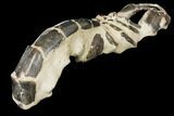 Fossil Mud Lobster (Thalassina) - Indonesia #131176-5
